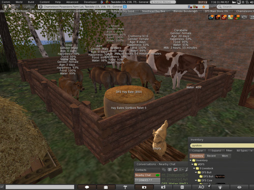Second Life cows and bulls