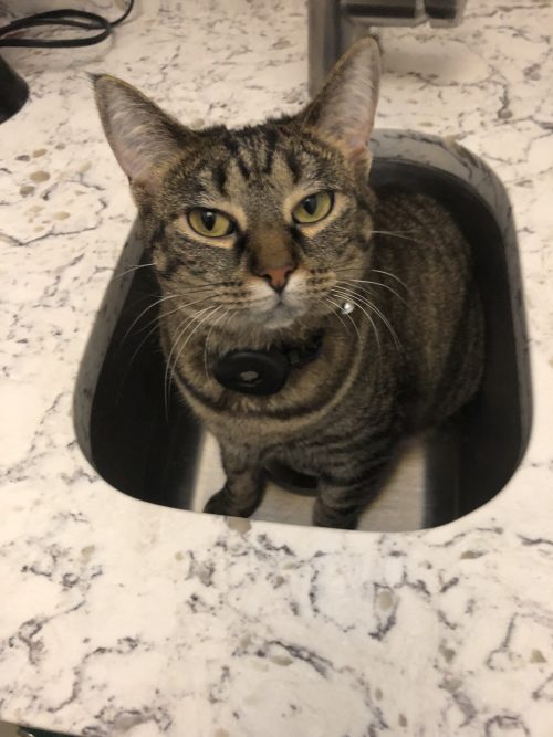 Smol brown tabby in a wet bar sink